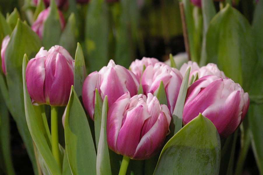 macro fleurs: macro fleurs 014